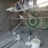 تعدای کبوتر|پرنده|قره چای, |دیوار