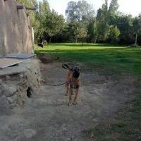 توله سگ سرابی 5ماه قیمت 15000000|سگ|اردبیل, |دیوار