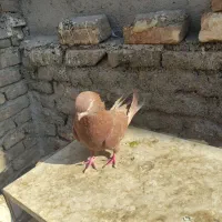 کفتر نوک قنار