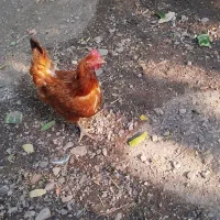 3عدد مرغ تخم گذار