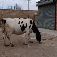 گاو شکم سوم ۶روز مانده به زایمان