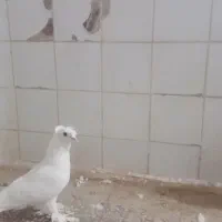 پرنده|حراج|قم, ناصردیوان|دیوار