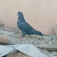 کبوتر سالم