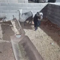 بز شهرکردی|حیوانات مزرعه|اصفهان, براآن شمالی|دیوار