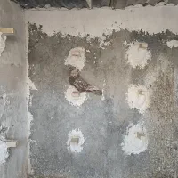کبوتر|پرنده|شیراز, شهرک گلها|دیوار