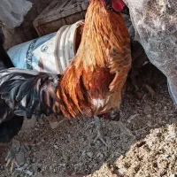 سه عدد خروس گلین|حیوانات مزرعه|برخوار, |دیوار