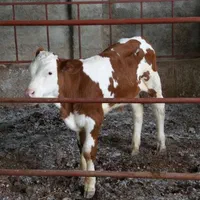 فروش گوساله سیمینتال