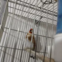 سهره مست ۶ سال قفس