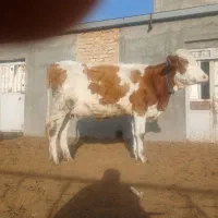 یک راس گاو سیمینتال با گوساله