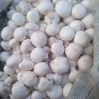 قارچ تازه و ارگانیک|خوردنی و آشامیدنی|مشگین شهر, |دیوار