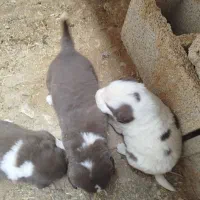 توله سگ قدری ذات قدیم