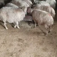 گوسفند ابستن