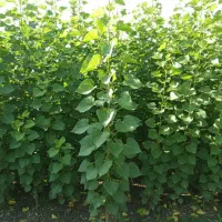 نهال صنوبر سریع‌الرشد با گارانتی کیفیت|خدمات باغبانی و درختکاری|اردبیل, |دیوار