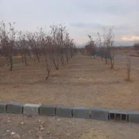 باغ ششصد متری پیربکران علیشاهدان روستای علی آباد|فروش زمین و ملک کلنگی|پیر بکران, |دیوار