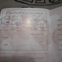 سگ به نام کوکو نژاد دار|سگ|کهریزک, |دیوار