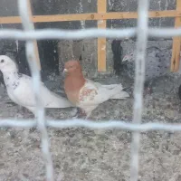 کبوتر  پرشی