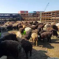 دام زنده (قصاب با اعتماد)