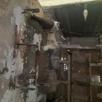 کفتر|پرنده|مشهد, باغ فراگرد|دیوار