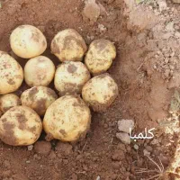 سیب زمینی بذری|حراج|درگزین, |دیوار