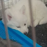 دوتا سگ نژاد هاسکی|سگ|چهارباغ, |دیوار