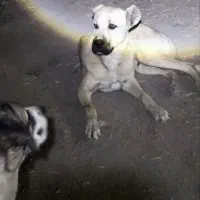 سگ دزدیده شده