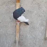 نروماده باهم قیمت ۲۵۰۰|پرنده|نیشابور, دهنو|دیوار