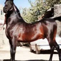 کره یک ساله شجره دار