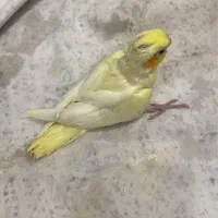 عروس هلندی