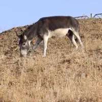 خر الاغ گوسفندی