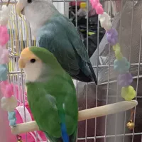 کوتوله برزیلی اماده تخم گذاری