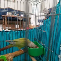 طوطی گرینچیک سخنگو