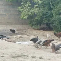 مرغ و خروس