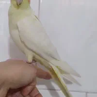 عروس هلندی نرمه خور