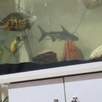 پنکوسی شکاری