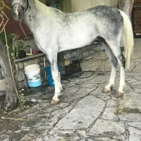 اسب نریان فوق العاده|اسب و تجهیزات اسبسواری|تهران, آذری|دیوار