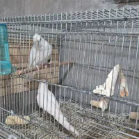 عروس هلندی مولد