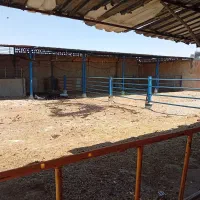 گاوداری