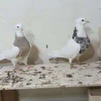 همه مدل کفتر فقط جفت ۱۵۰۰ پنج جفت رو هم جفت ۱تومن