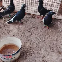 چهارکبوتر نر دوری