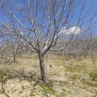 اسبار باغ و سبزی کاری با تیلتر