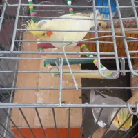 عروس هلندی نروماده مولد|پرنده|الوند, |دیوار