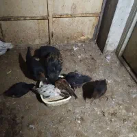 تعدادی جوجه مرغ