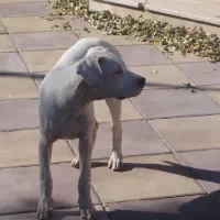 توله سگ داگو ارژانتینو