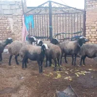 گوسفند میش اصیل شال دوقلو زا|حیوانات مزرعه|دهگلان, |دیوار