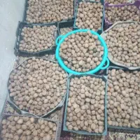 گردو تازه