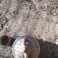 قارا سیاه ماده رسمی