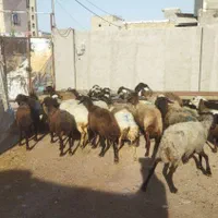 رومانوف گوسفند زنده|حیوانات مزرعه|قزوین, |دیوار