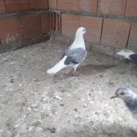 کبوتر یک جفت دوبال اهوازی آس آس