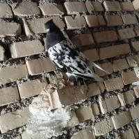 کفتر شرط تخم