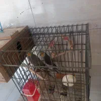 عروس هلندی مولد